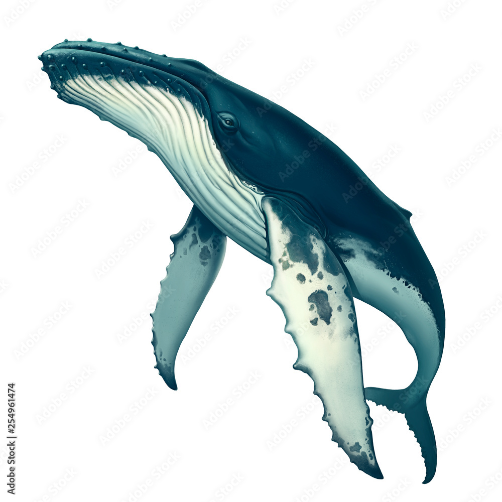 Fototapeta premium Humbak. Duży szary wieloryb na białym tle. Płetwal błękitny na otwartym morzu pływa na szczyt.