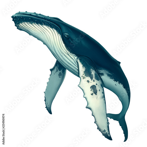 Obraz na plátně Humpback whale