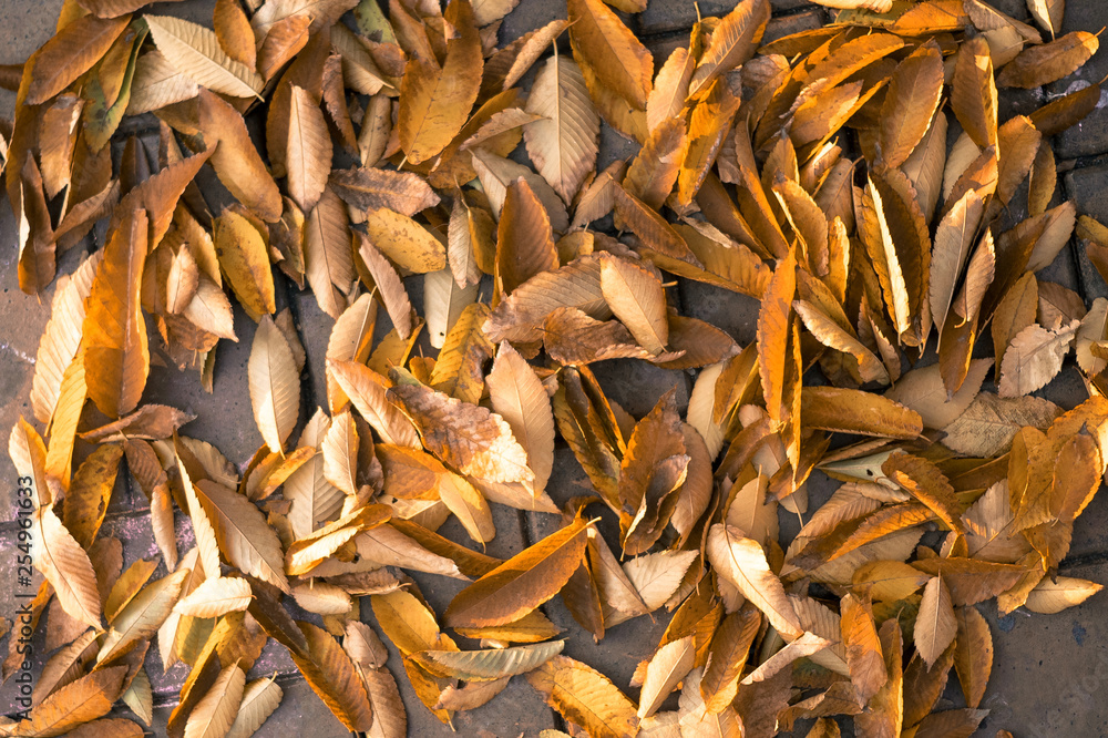 beautiful fallen autumn leaves. texture. background