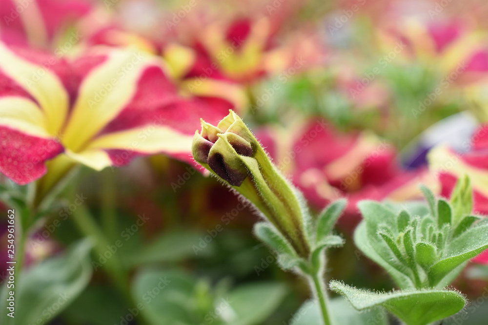 Balkonblume Surfinie Petunia Hängepflanze Saisonpflanze Sondersorte gestreift pink gelb Blüten Knospen Balkonblume Surfinie Petunia Hängepflanze Saisonpflanze Sondersorte gestreift pink gelb Blüten Knospen