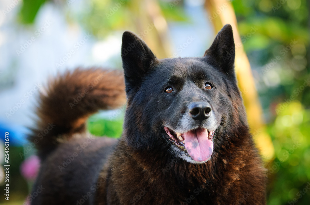 Black Akita dog outdoor portrait