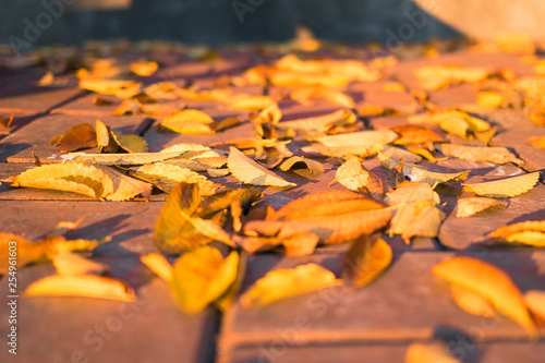 Fallen autumn leaves on asphalt