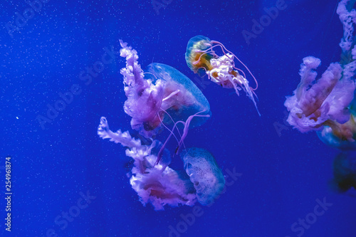 Captive jellyfish in the foreground underwater