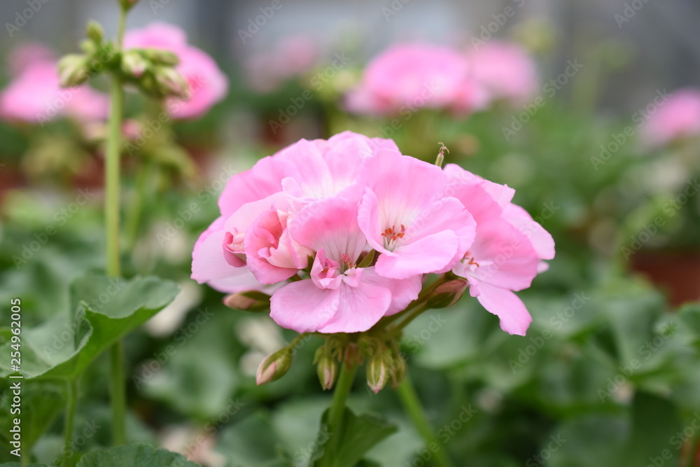Stehende Geranie Geranium rosa Balkonblume stehen lachs Blüte Knospe Stehende Geranie Geranium rosa Balkonblume stehen lachs Blüte Knospe