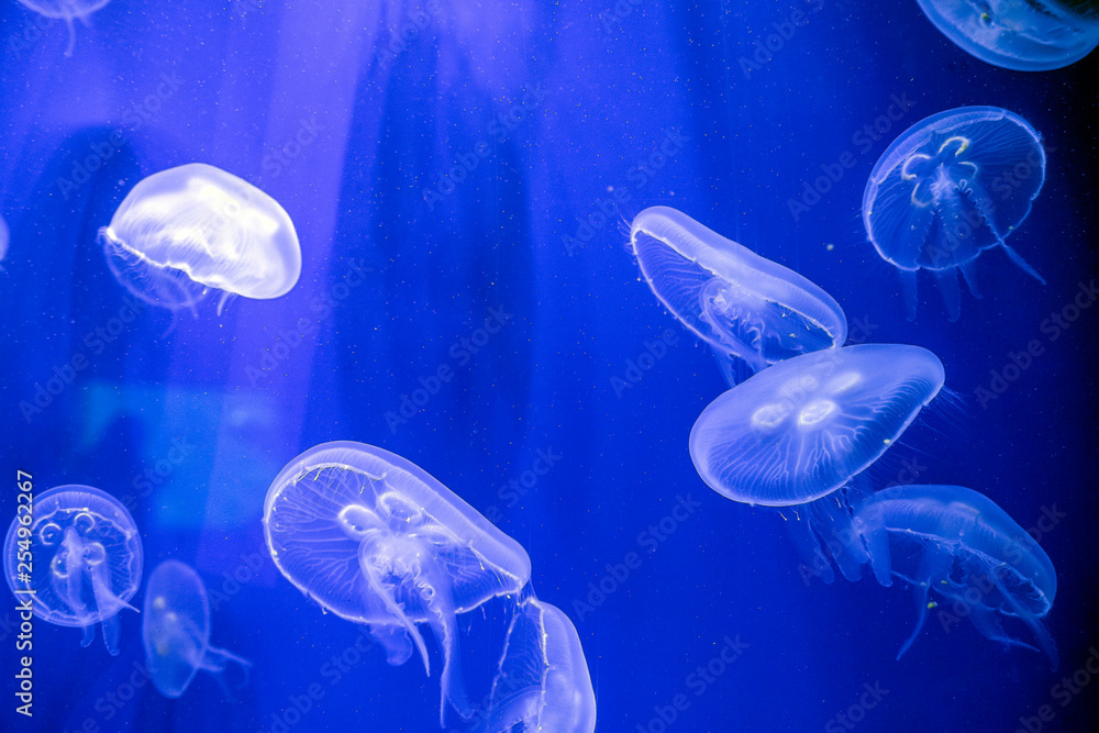 Captive jellyfish in the foreground underwater Captive jellyfish in the foreground underwater