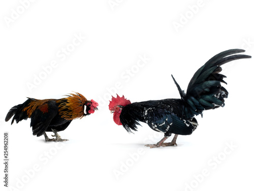 cockfight isolated on white