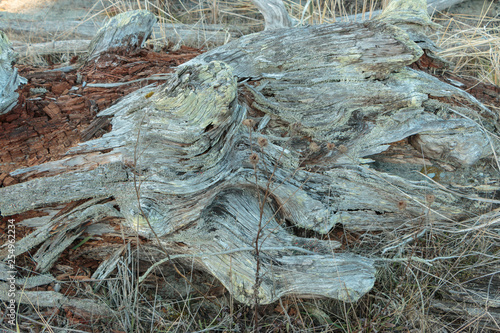 Beautiful texture pattern in gnarled driftwood.