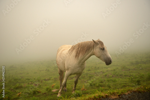  image of a horse in freedom