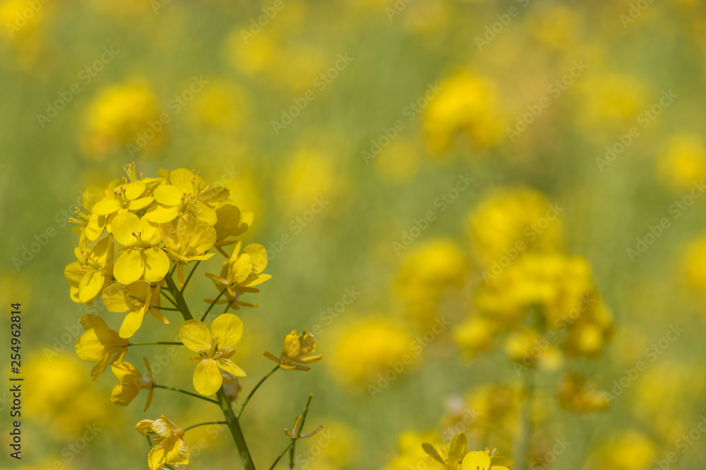 Rape blossoms at Fukuei Sports Plaza, Ichikawa City, Chiba Prefecture, Japan Rape blossoms at Fukuei Sports Plaza, Ichikawa City, Chiba Prefecture, Japan
