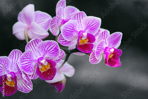 Pink orchid with water drops isolated on gray background.