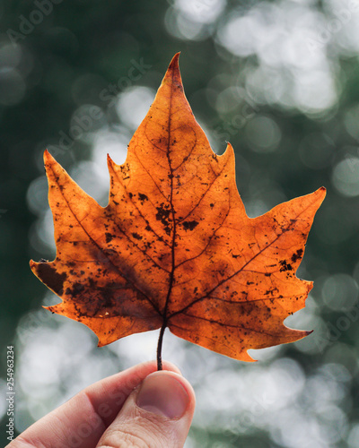 Hand holding orange leaf during Fall