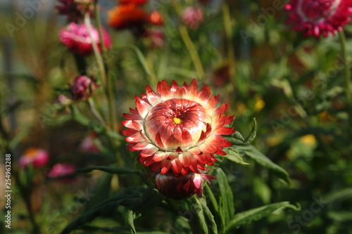 Close up Xerochrysum bracteatum, commonly known as the golden everlasting or strawflower. 'Strawburst red', showing red bracts and orange central disc on dark background. photo