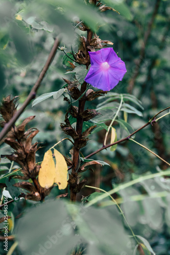 Purle Flower in Green and Yellow Bushes