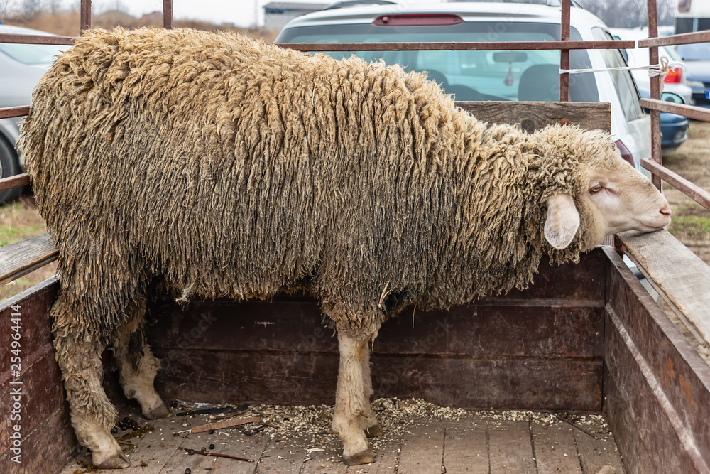 Sheep in a trailer