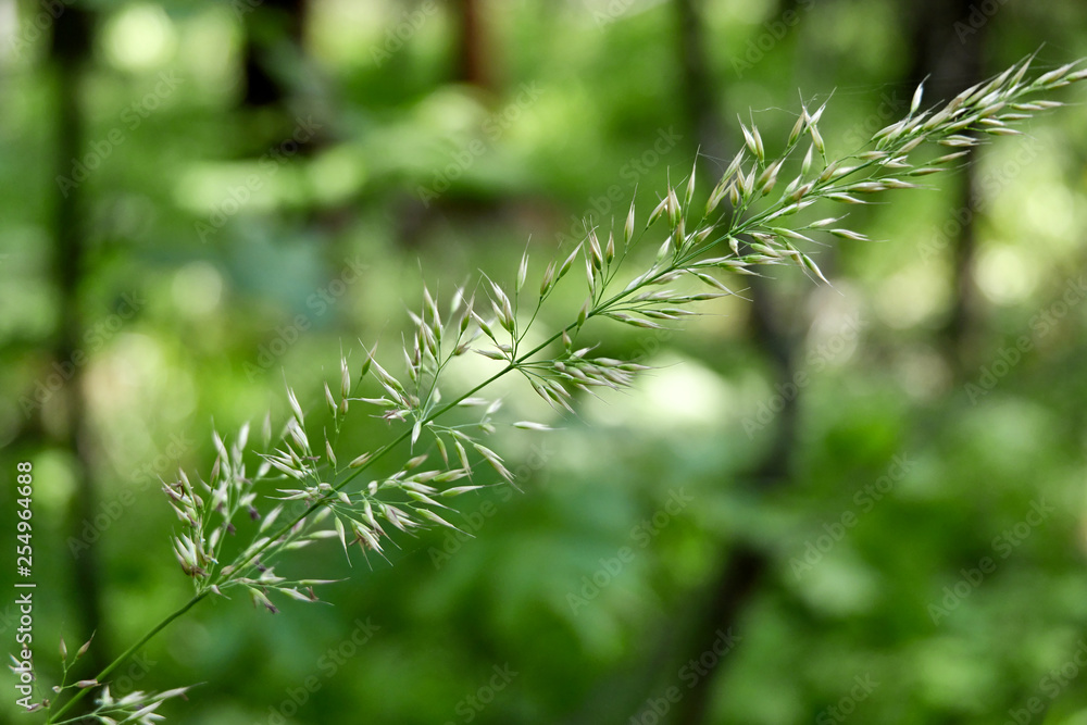Lonely blade of grass