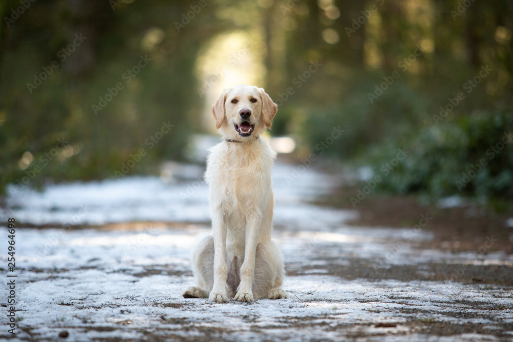 Yellow labrador retriever dog sitting in the snow in a park in the winter Yellow labrador retriever dog sitting in the snow in a park in the winter