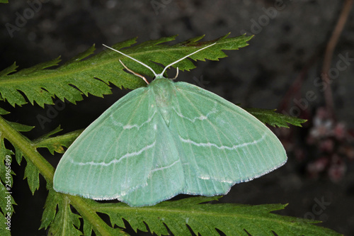 Hemistola chrysoprasaria (ESPER, [1795]) Waldreben-Grünspanner DE, RLP, Reil, Mosel 15.07.2016 photo