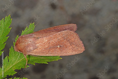 Mythimna ferrago (FABRICIUS, 1787) Kapuzen-Graseule DE, RLP, Reil, Mosel 15.07.2016 photo