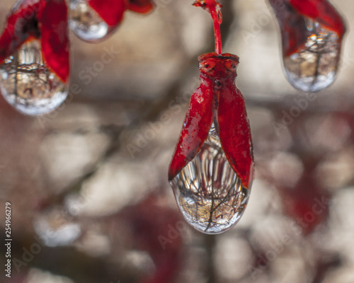 close up of spring water drops with reflections on red flower buds