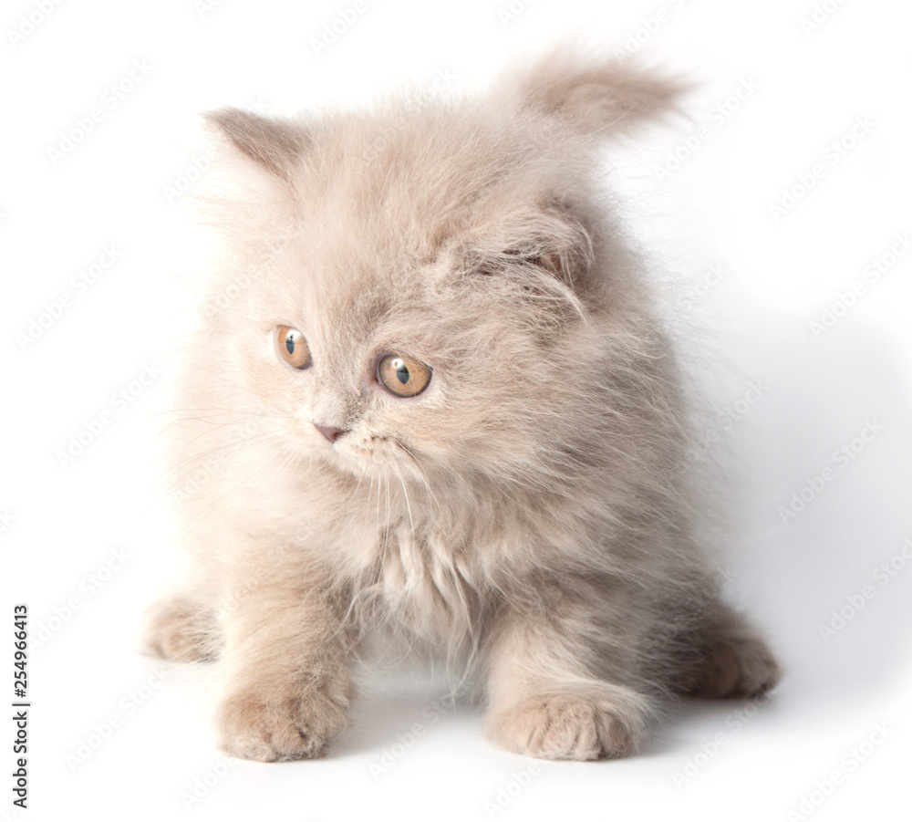 Kitten, British Longhair, isolated on a white background.