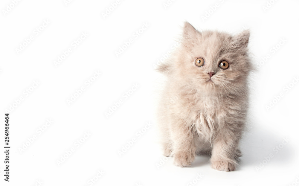 Kitten, British Longhair, isolated on a white background.
