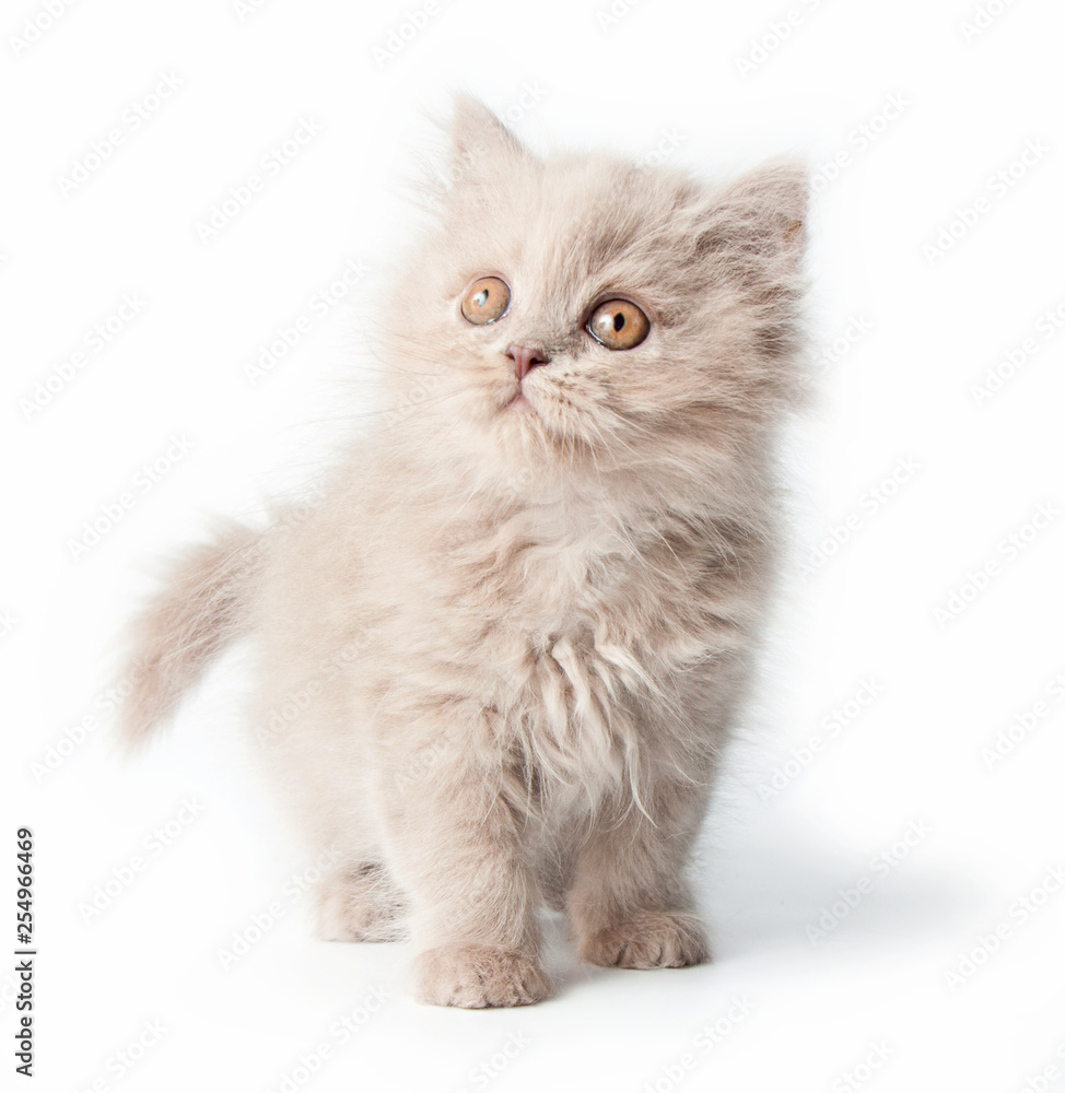 Kitten, British Longhair, isolated on a white background.