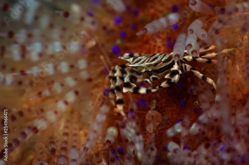 Zebra urchin crab (Zebrida adamsii). Picture was teken in Ambon, Indonesia photo