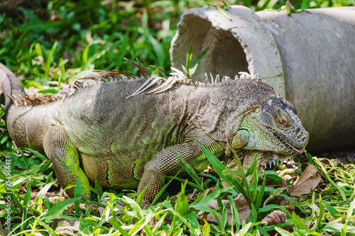 Rhinoceros Iguana (Cyclura cornuta) in the nature for animals and wildlife concept © Kesinee
