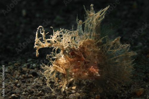 Photography Ambon Scorpionfish (Pteroidichthys amboinensis)