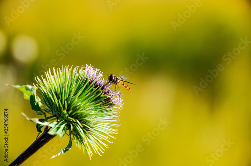 bee on flower