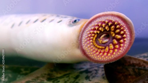 lamprey river lamprea  fresh parasite fish in aquarium closeup  , video hd footage