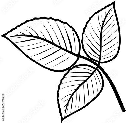 Compound leaf of raspberry plant isolated on white background