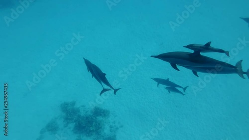 Family of dolphins with a little baby dolphin swim over the sandy bottom. Spinner Dolphin (Stenella longirostris), Underwater shot, Top view. Red Sea, Sataya Reef (Dolphin House) Marsa Alam, Egypt photo