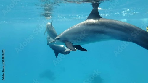 Tourist in mask looks at a family of dolphins slowly swimming near him in the blue water. Man and Spinner Dolphin (Stenella longirostris), Underwater shot, Slow motion. Red Sea, Egypt photo