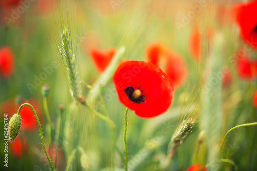 Poppy in blossom. Red floral field in summer