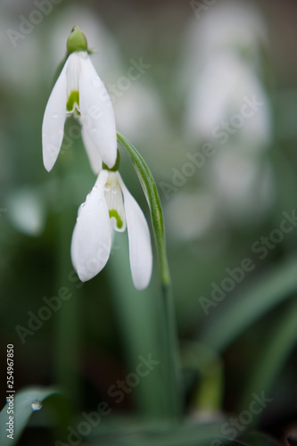 Snowdrops with waterdrops on it