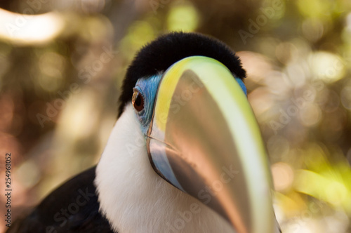 Tucano