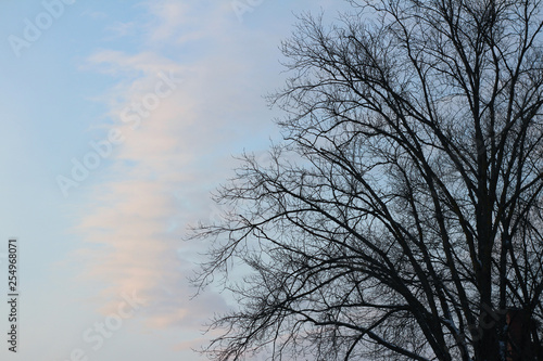 Tree in winter