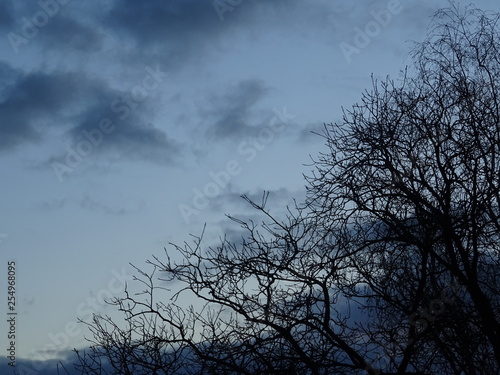 Dunkler Himmel und ein Baum