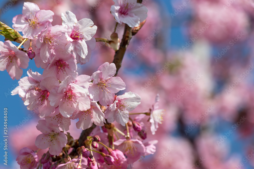 Kawazu Sakura of Fukuei Sports Plaza, Ichikawa City, Chiba Prefecture, Japan Kawazu Sakura of Fukuei Sports Plaza, Ichikawa City, Chiba Prefecture, Japan