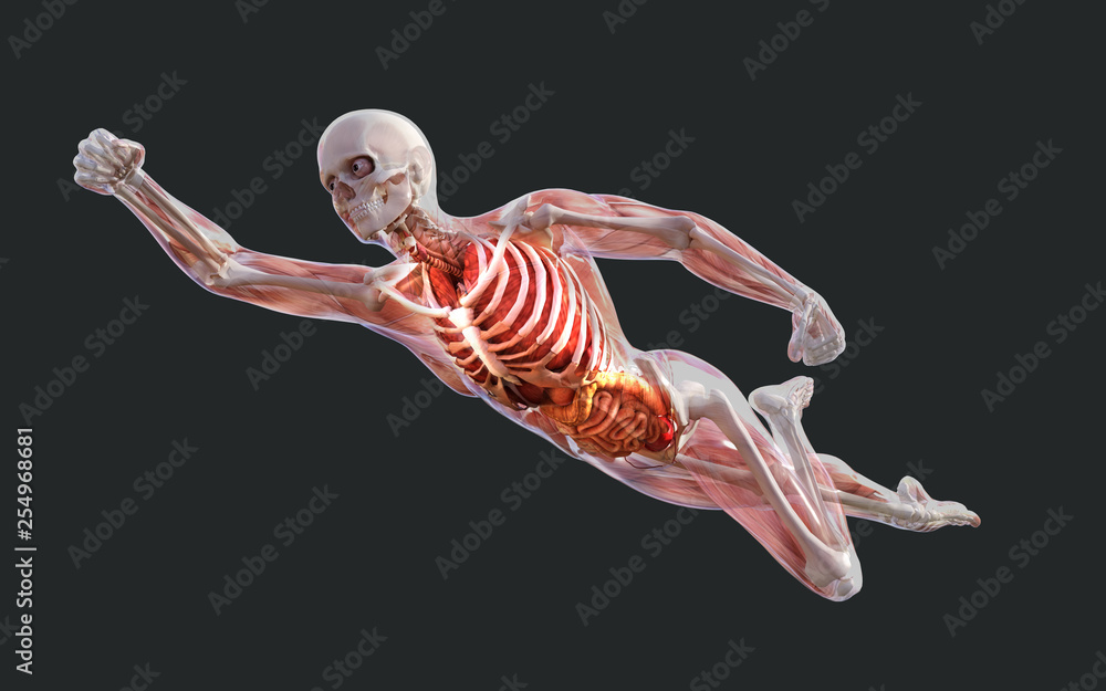 Fototapeta premium 3d Illustration of a Male Skeleton Muscle System, Bone and Digestive System with Clipping Path