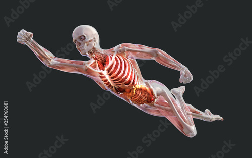 3d Illustration of a Male Skeleton Muscle System, Bone and Digestive System with Clipping Path