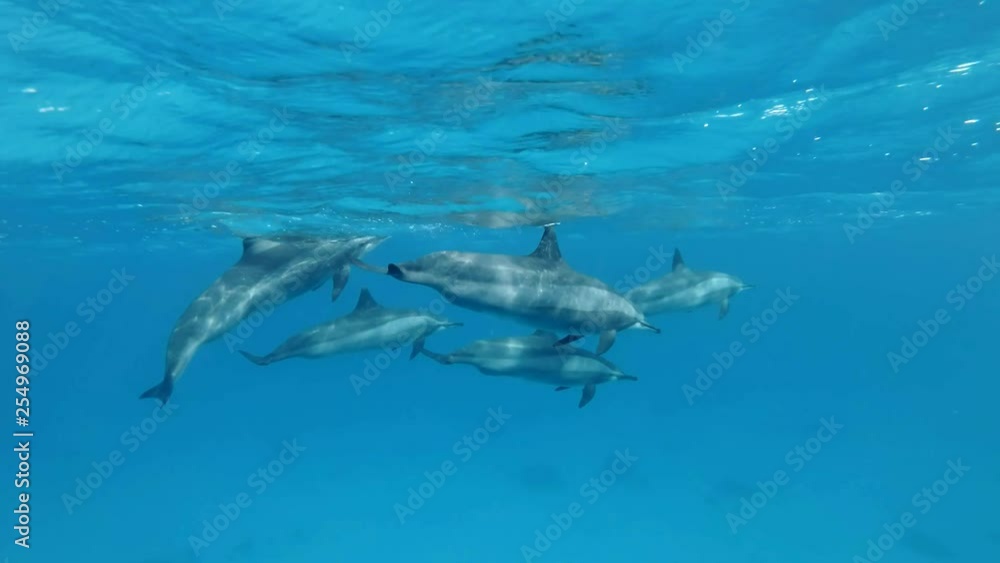 Group of five pregnant female dolphins slowly swim under surface of blue water. Slow motion, Underwater shot. Spinner Dolphin (Stenella longirostris) in Red Sea, Sataya Reef (Dolphin House) Marsa Alam Group of five pregnant female dolphins slowly swim under surface of blue water. Slow motion, Underwater shot. Spinner Dolphin (Stenella longirostris) in Red Sea, Sataya Reef (Dolphin House) Marsa Alam