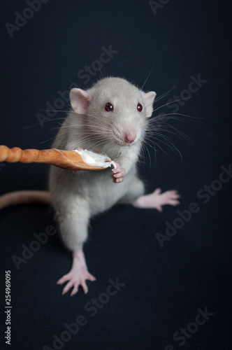 Gray rat eat from wooden spoon © tyurina