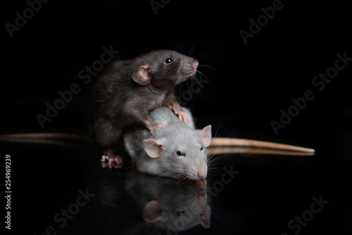 Black rat put paws on grey dumbo rat on black background in studio