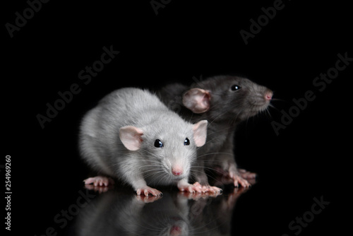 Two black and grey dumbo rats sitting together on black background