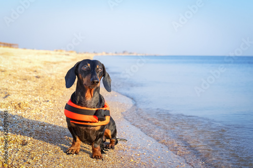 Dachshund breed dog  black and tan   wearing orange life jacket while standing on beach at sea against the blue sky