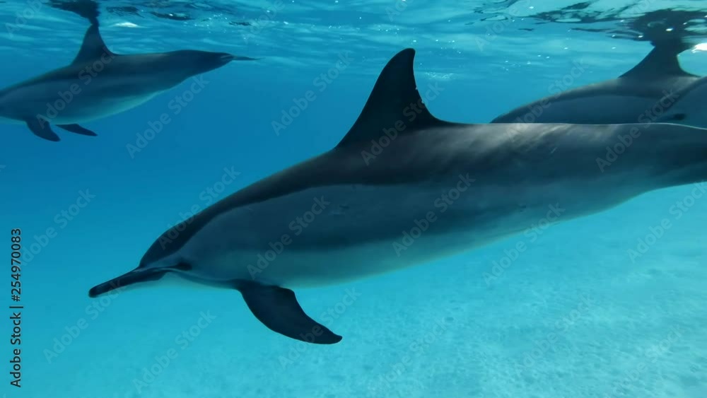 Family of dolphins very close slowly swims under sufrace of blue water. Slow motion, Closeup, Underwater shot. Spinner Dolphin (Stenella longirostris) in Red Sea, Sataya Reef (Dolphin House) Family of dolphins very close slowly swims under sufrace of blue water. Slow motion, Closeup, Underwater shot. Spinner Dolphin (Stenella longirostris) in Red Sea, Sataya Reef (Dolphin House)