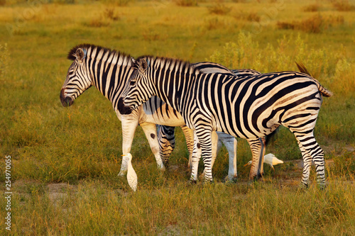 The plains zebra  Equus quagga  formerly Equus burchellii   also known as the common zebra or Burchell s zebra in the sun-drenched morning savannah. African herbivore - zebra in the morning light.