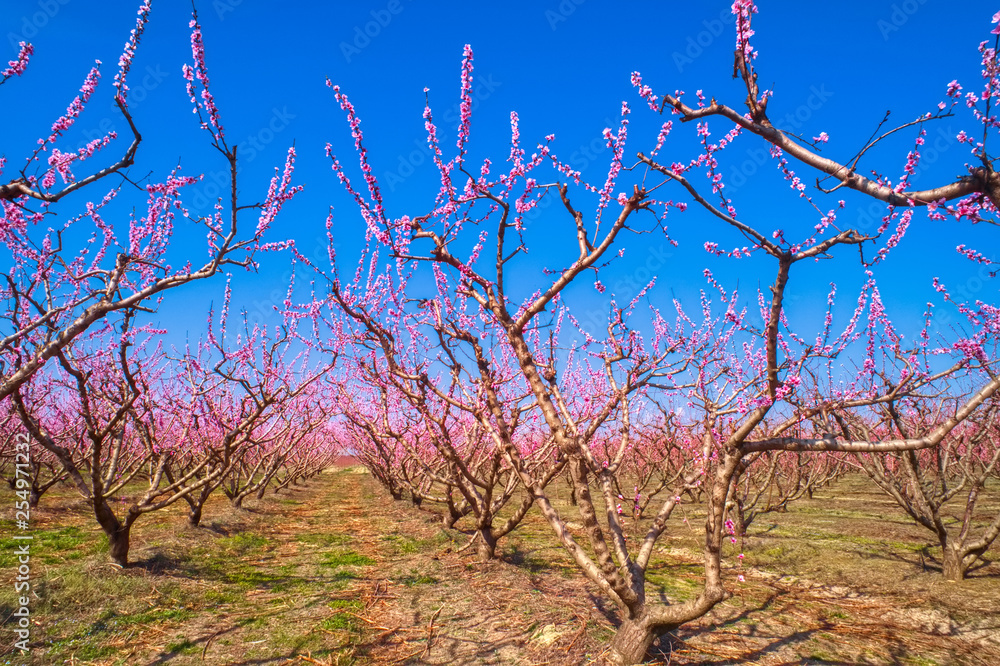 Orchard of peach trees bloomed in spring.Aerial shot with drone Orchard of peach trees bloomed in spring.Aerial shot with drone